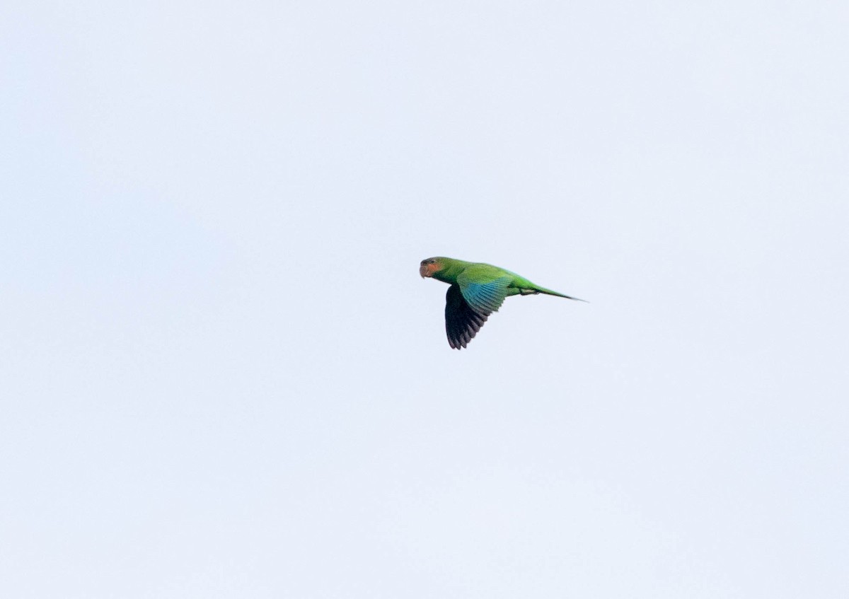 Long-tailed Parakeet - ML353659661