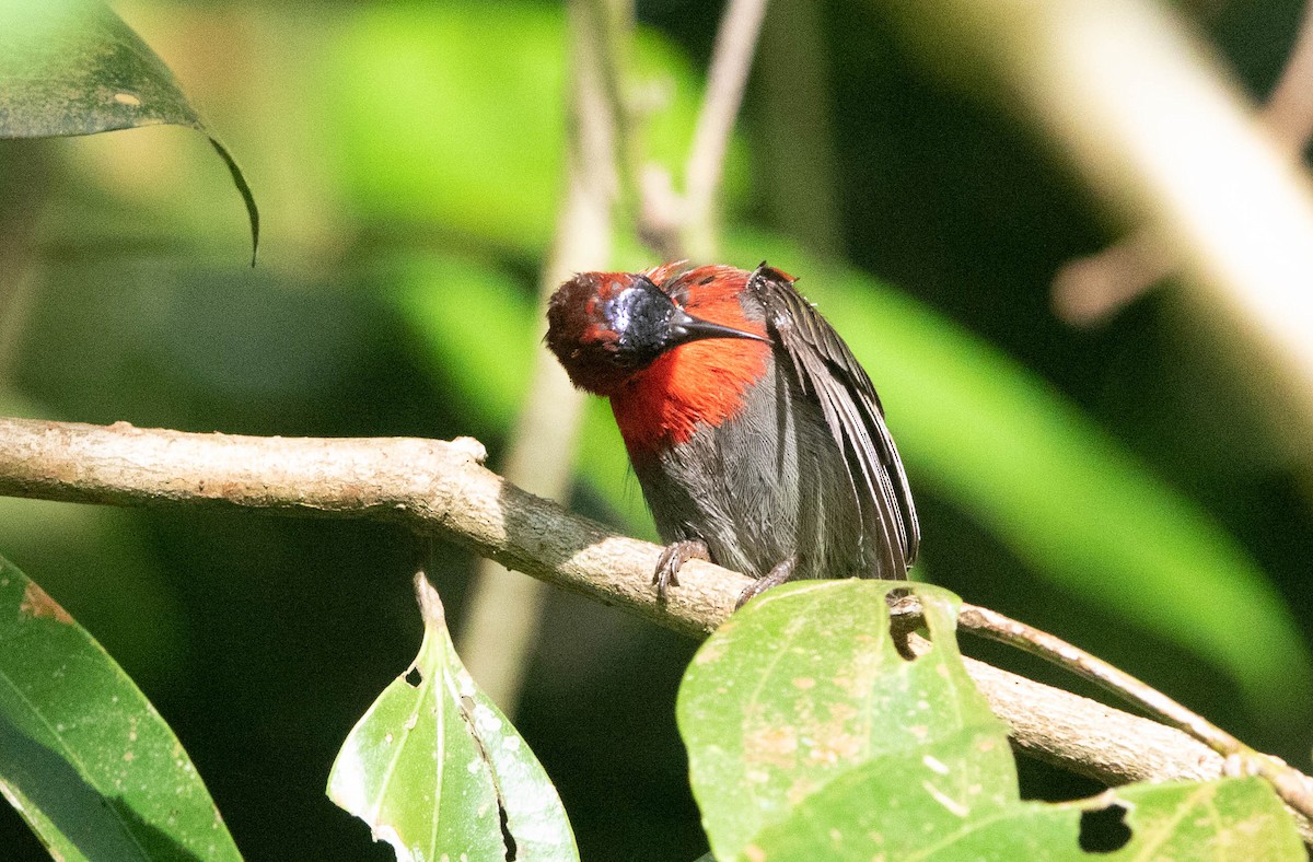 Crimson Sunbird - ML353659871