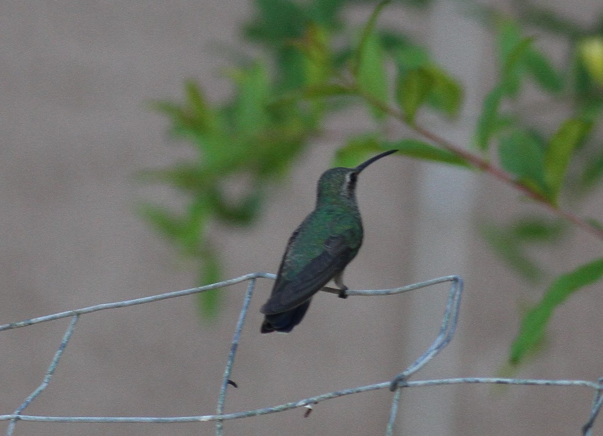 Broad-billed Hummingbird - ML35366121