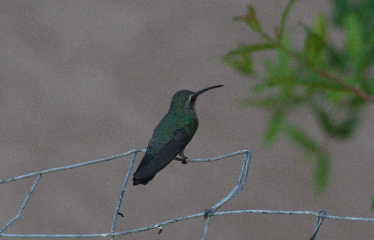 Broad-billed Hummingbird - ML35366131