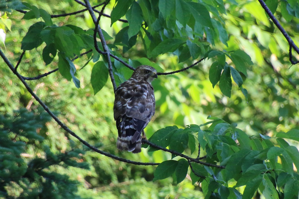 Broad-winged Hawk - ML353661901