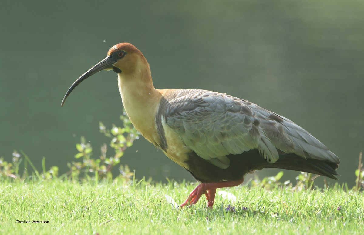 Black-faced Ibis - ML353662171