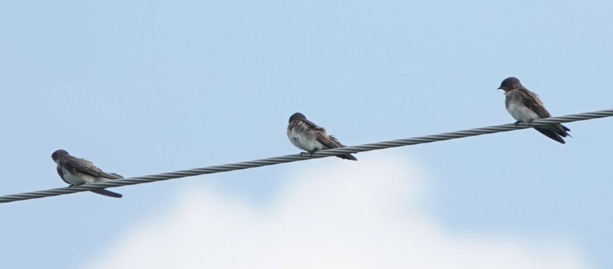 Northern Rough-winged Swallow - ML353662371