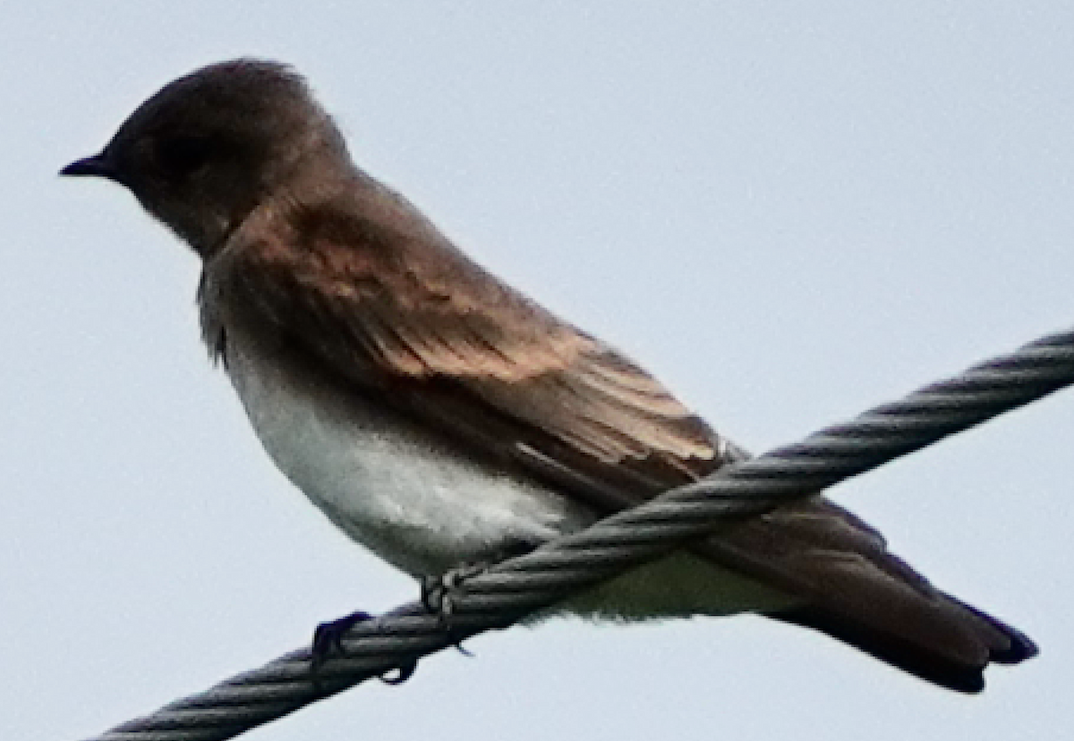 Northern Rough-winged Swallow - ML353662541