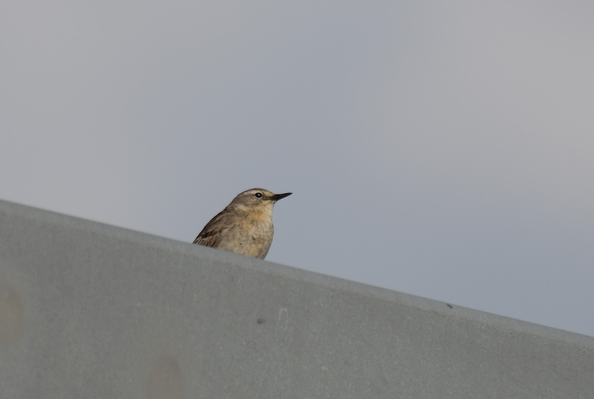 Water Pipit - ML353662841