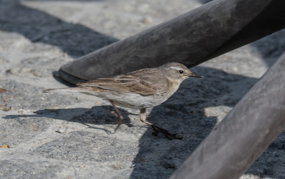 Water Pipit - ML353662911