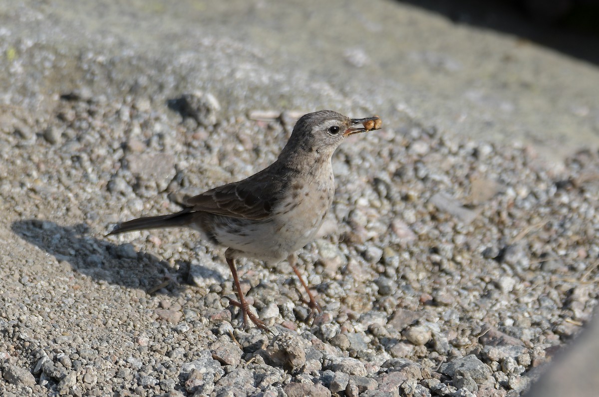 Water Pipit - ML353663331