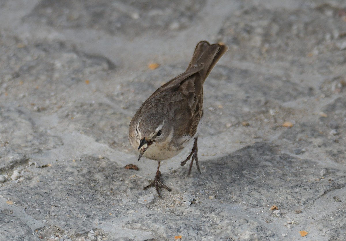 Water Pipit - ML353663351