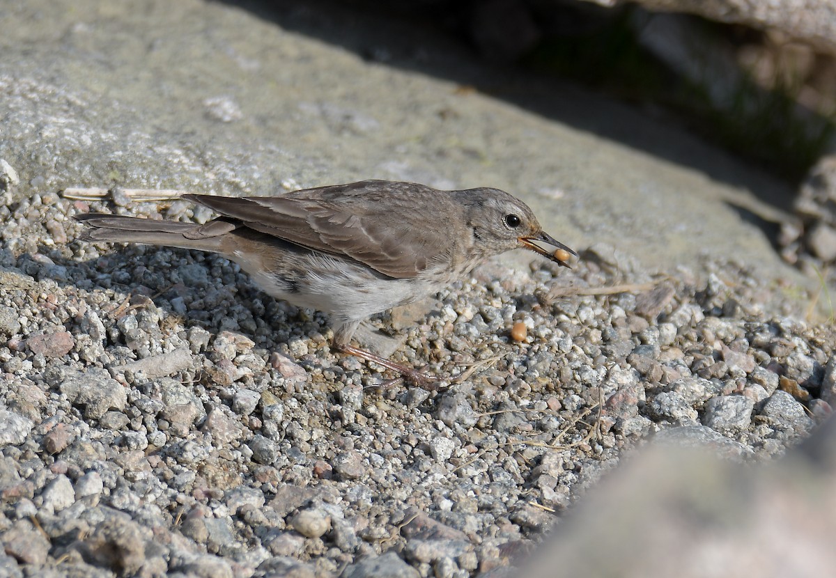 Water Pipit - ML353663361