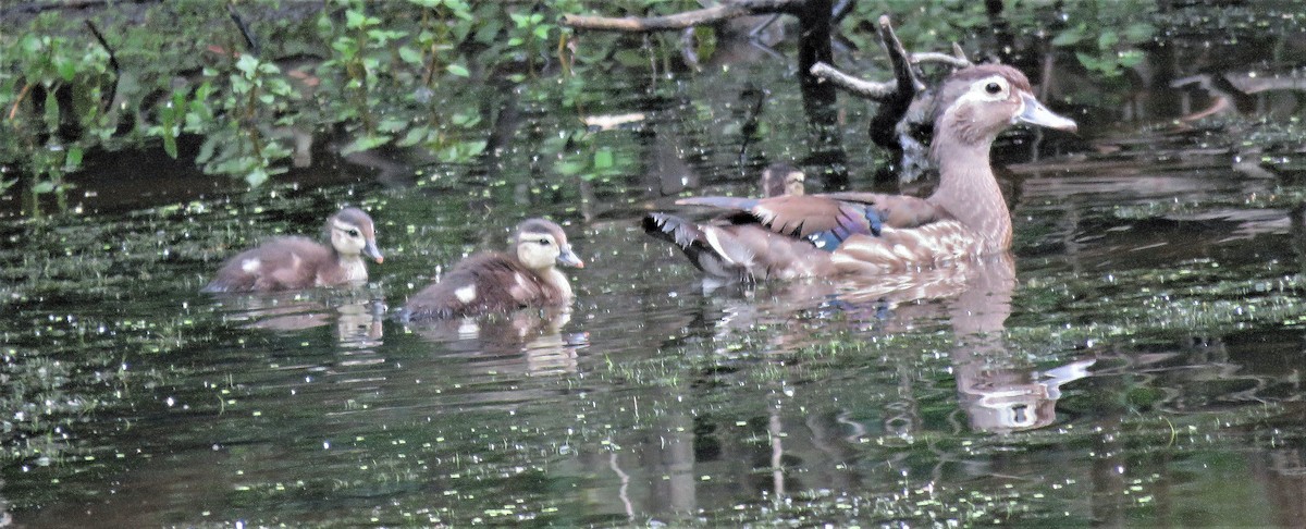 Wood Duck - ML353663701