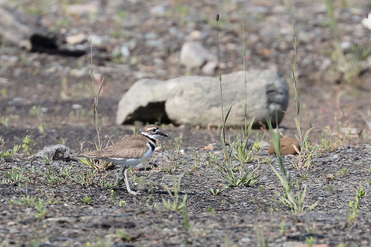 Killdeer - ML353665011