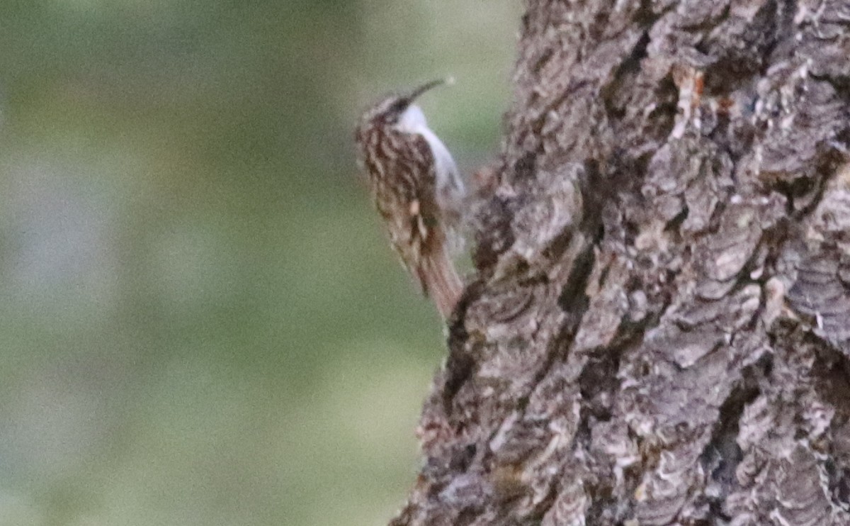 Brown Creeper - Gary Leavens