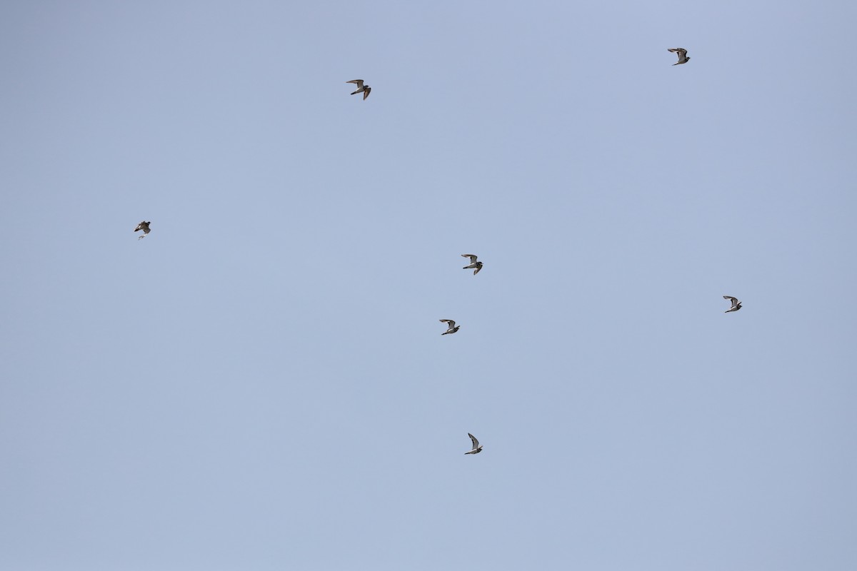 Killdeer - ML353665361