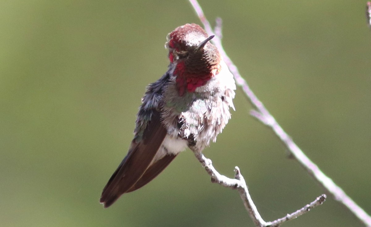 Anna's Hummingbird - ML353665511