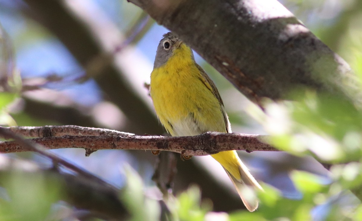 Nashville Warbler - ML353665551