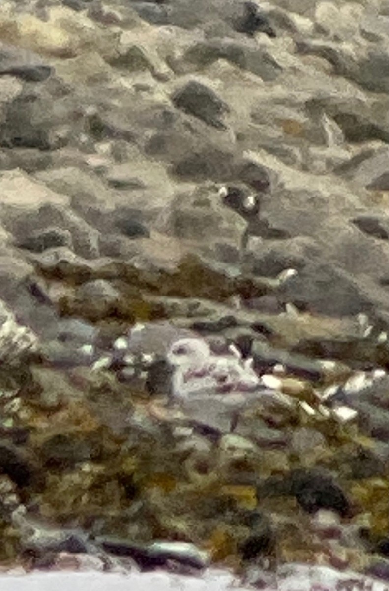 Bécasseau sanderling - ML353666131