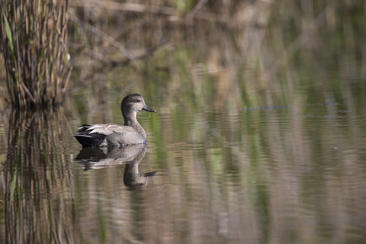 Gadwall - Michael Stubblefield