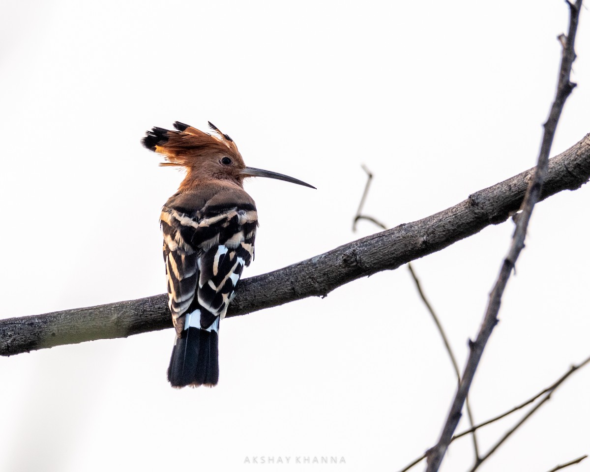 Eurasian Hoopoe - ML353668491