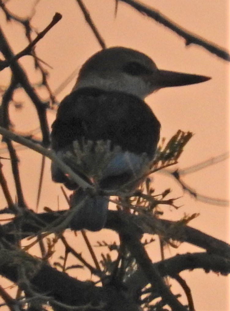 Gray-headed Kingfisher - ML353671821