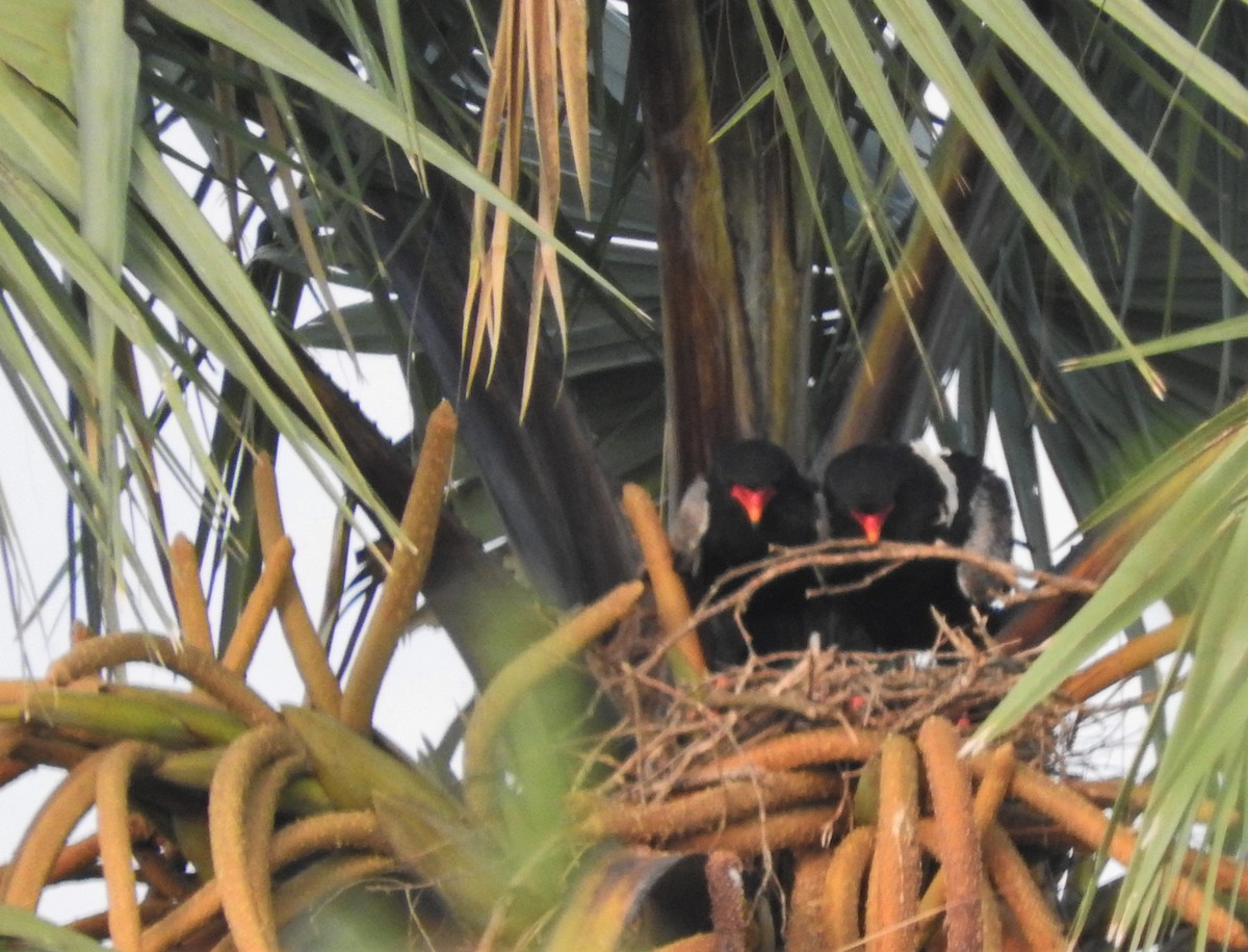 Bateleur - ML353672061