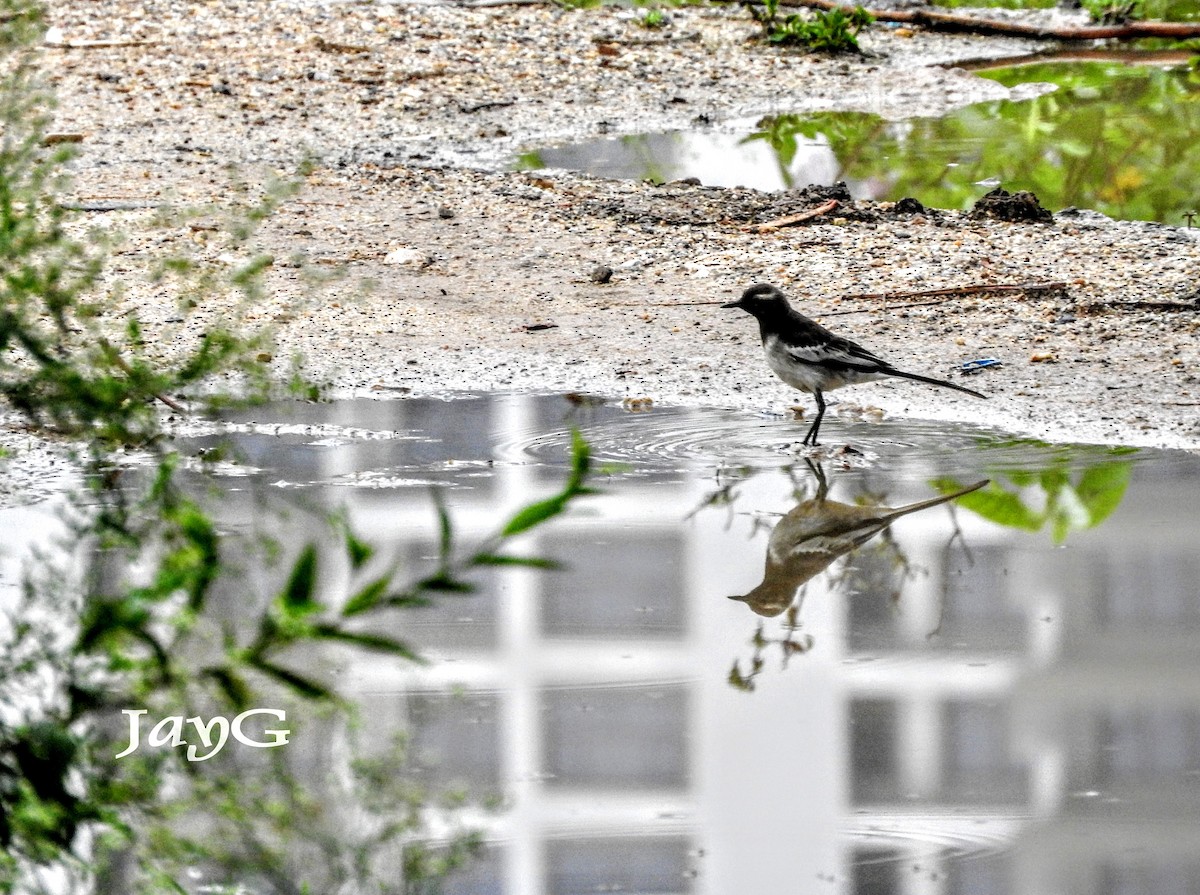 White-browed Wagtail - ML353672921
