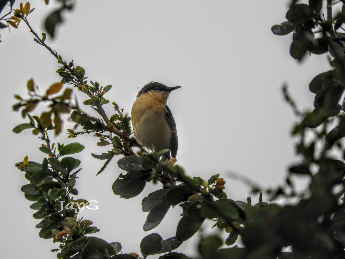 Ashy Prinia - ML353673091