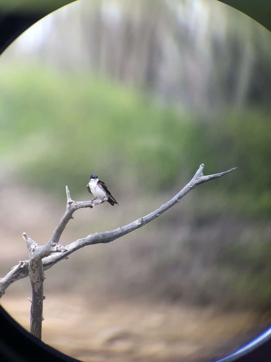 Blue-and-white Swallow (patagonica) - ML353674441