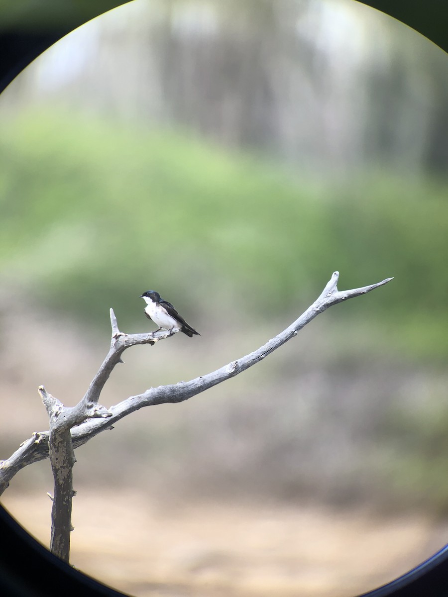 Blue-and-white Swallow (patagonica) - ML353674451