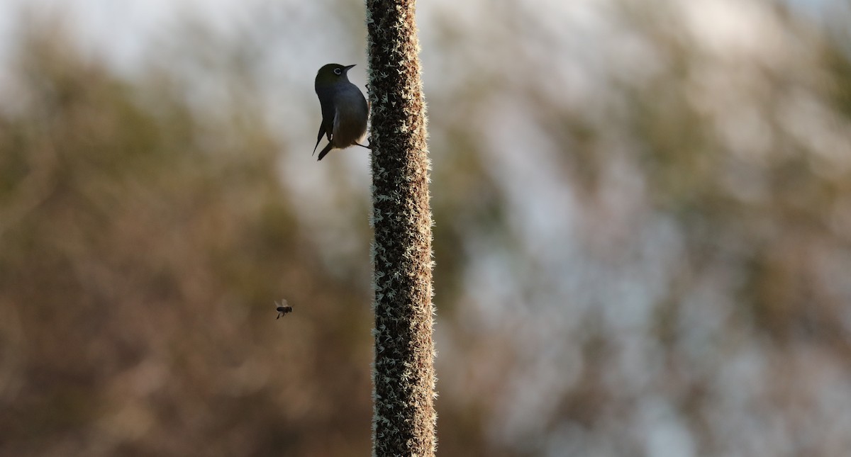 Graumantel-Brillenvogel - ML35367451