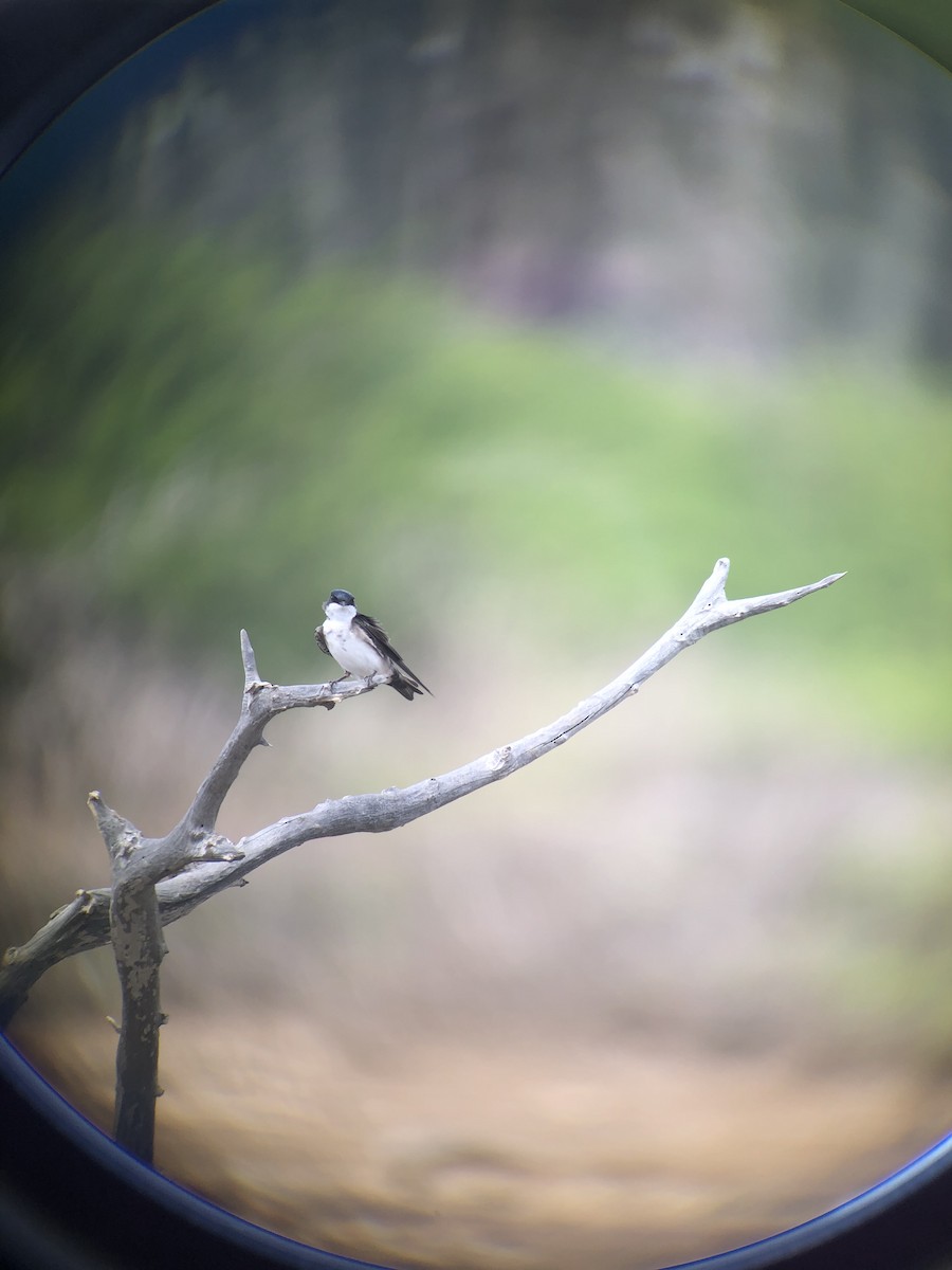 Blue-and-white Swallow (patagonica) - Sietse Nagelkerke