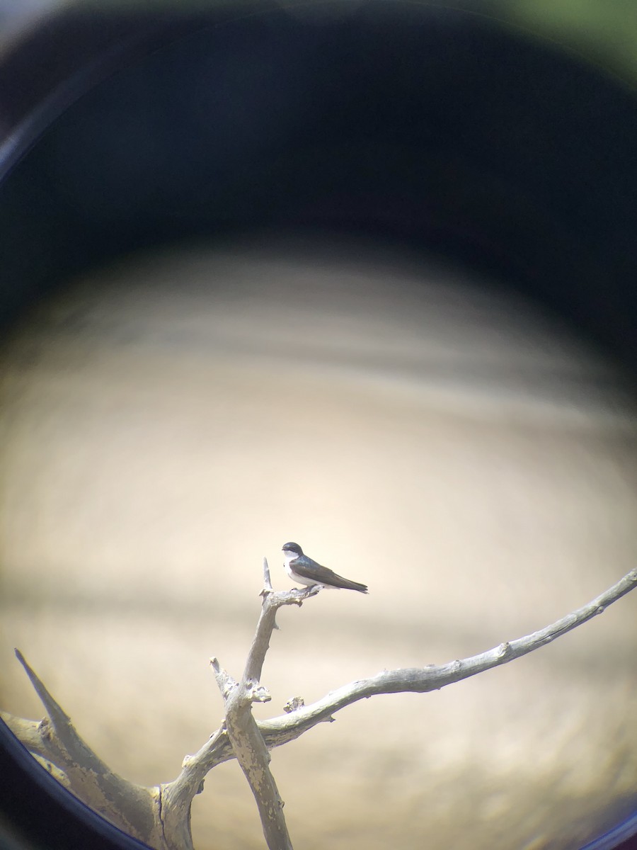 Blue-and-white Swallow (patagonica) - ML353674521