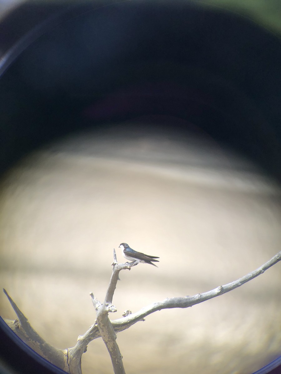 Blue-and-white Swallow (patagonica) - ML353674601