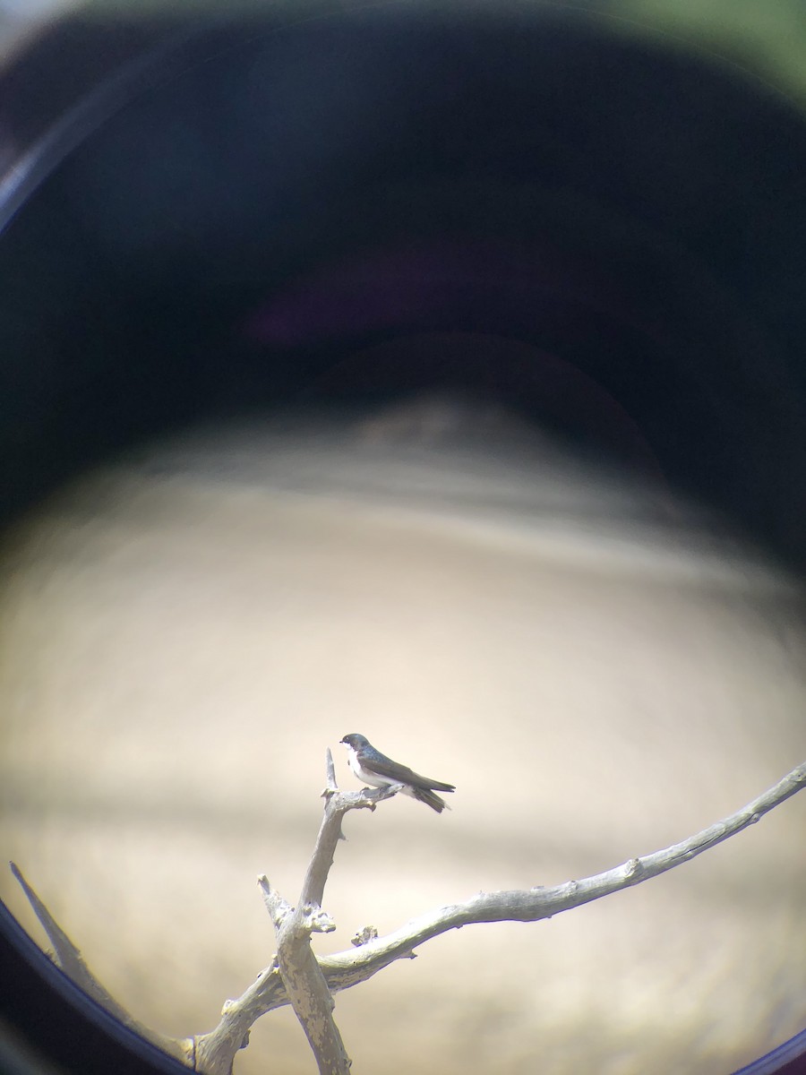 Blue-and-white Swallow (patagonica) - ML353674631