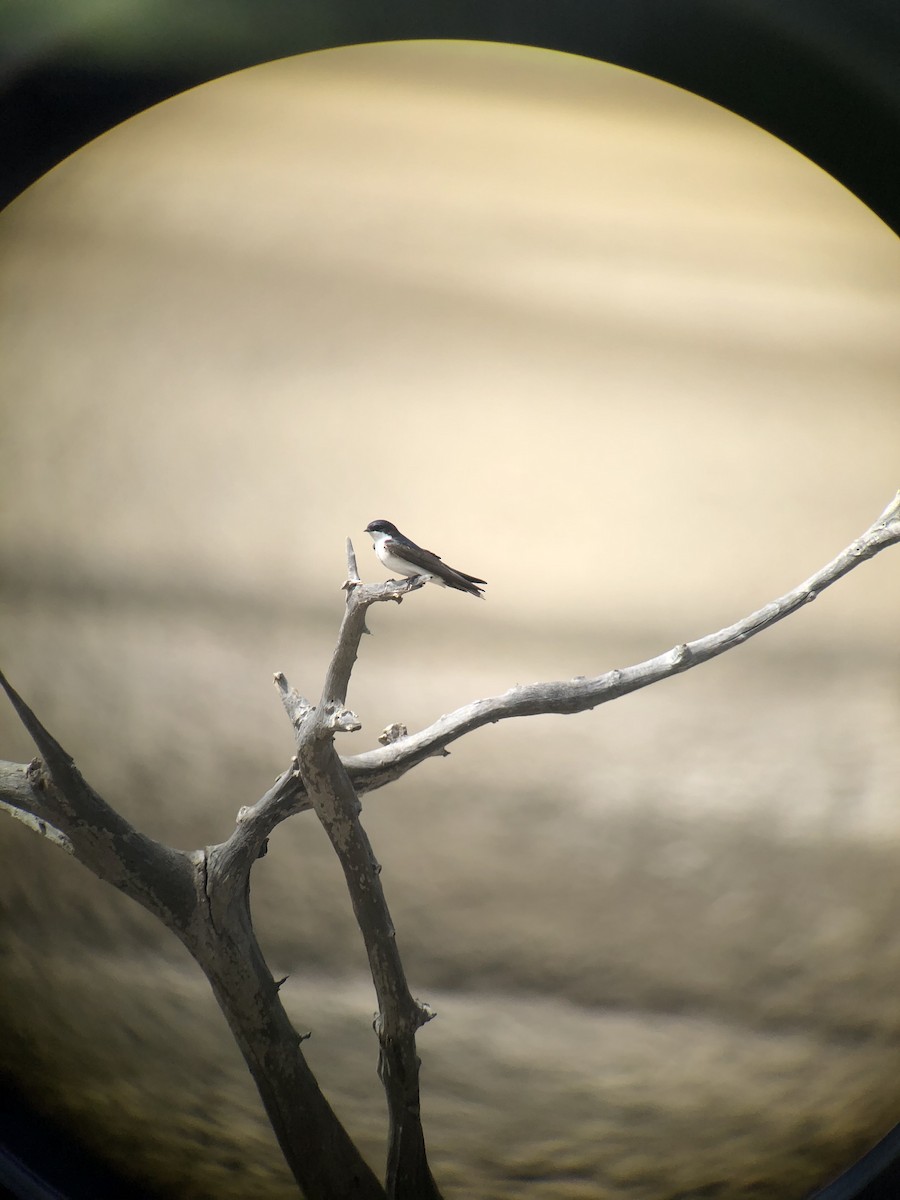 Blue-and-white Swallow (patagonica) - ML353674641