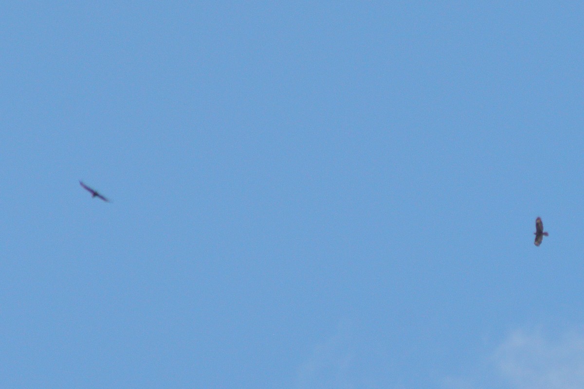 Common Buzzard - ML353675511