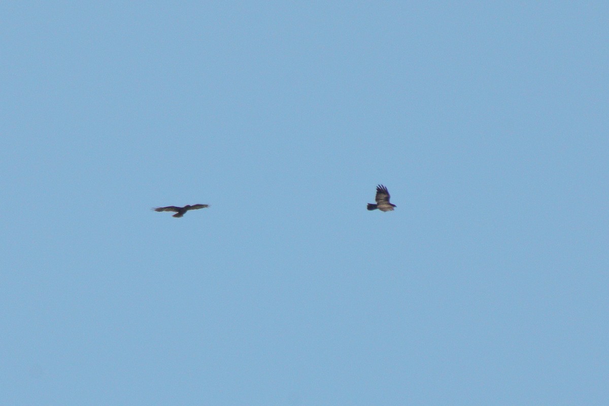 Common Buzzard - ML353675521