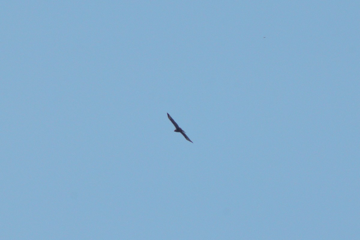 Common Buzzard - ML353675531