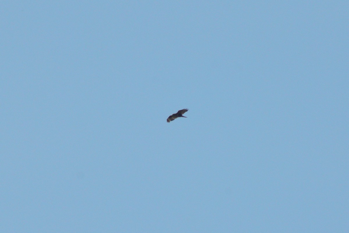 Buse variable - ML353675541