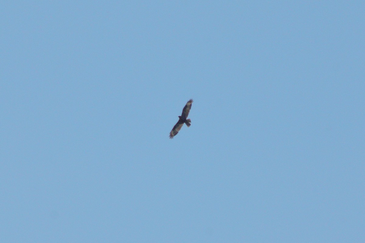 Common Buzzard - ML353675551