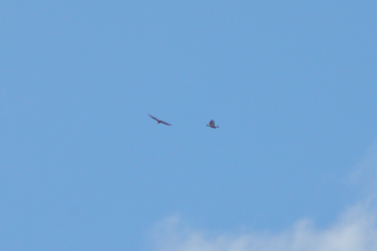 Common Buzzard - ML353675581