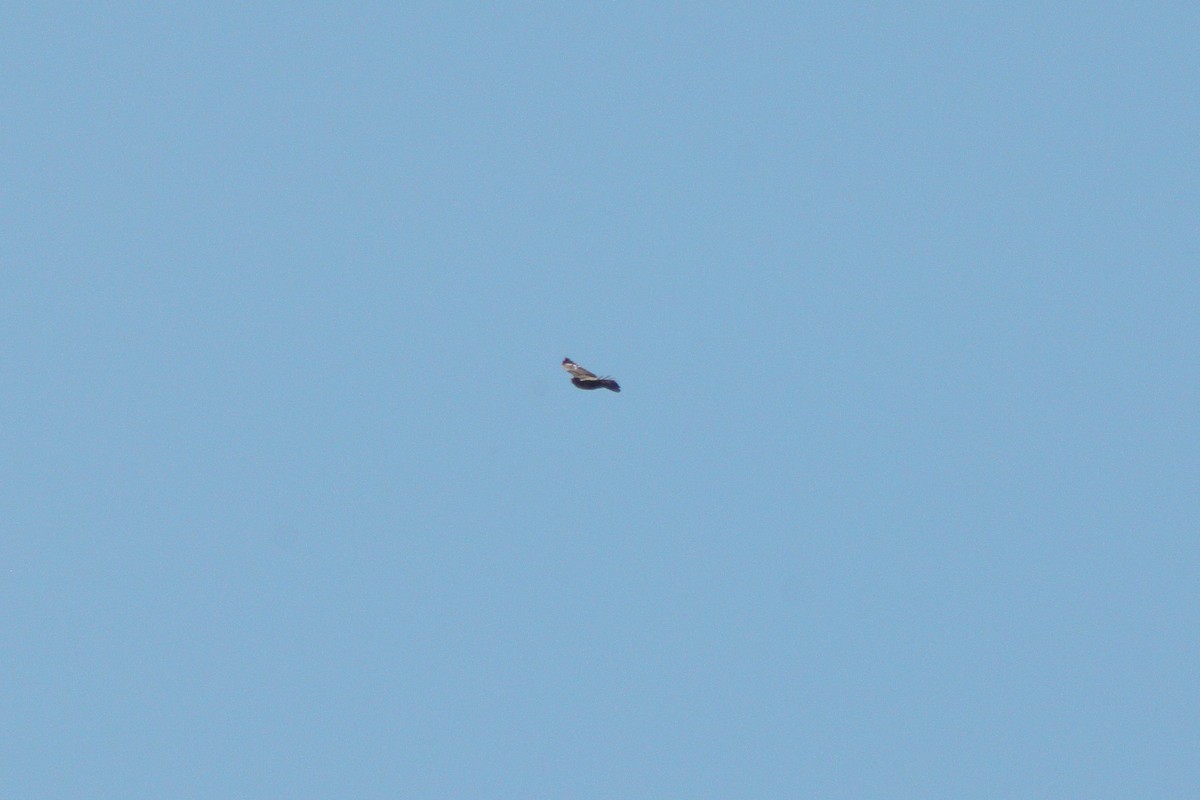 Buse variable - ML353675611