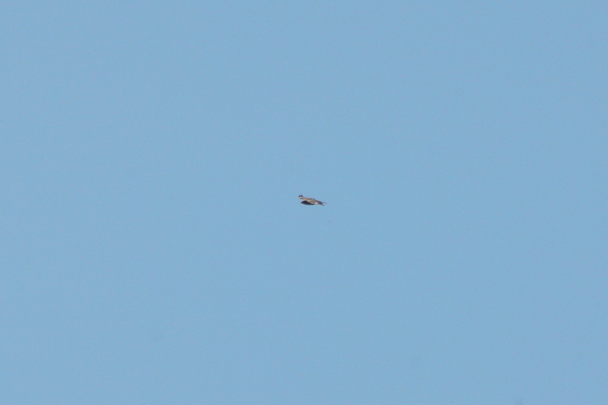 Buse variable - ML353675631