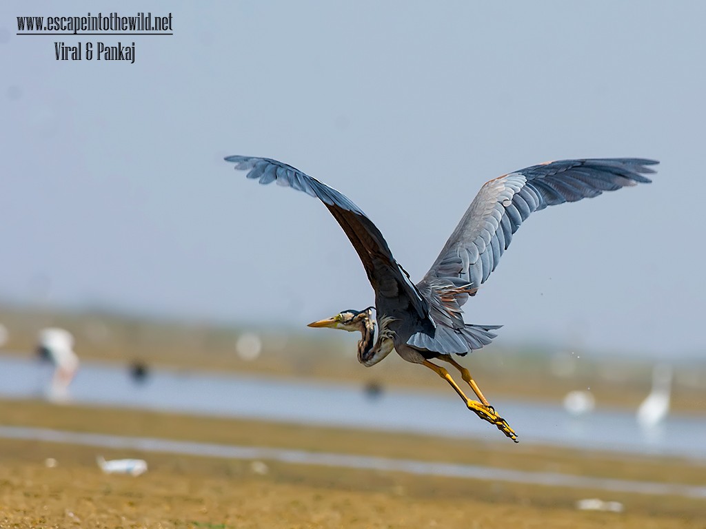 Purple Heron - ML353678861