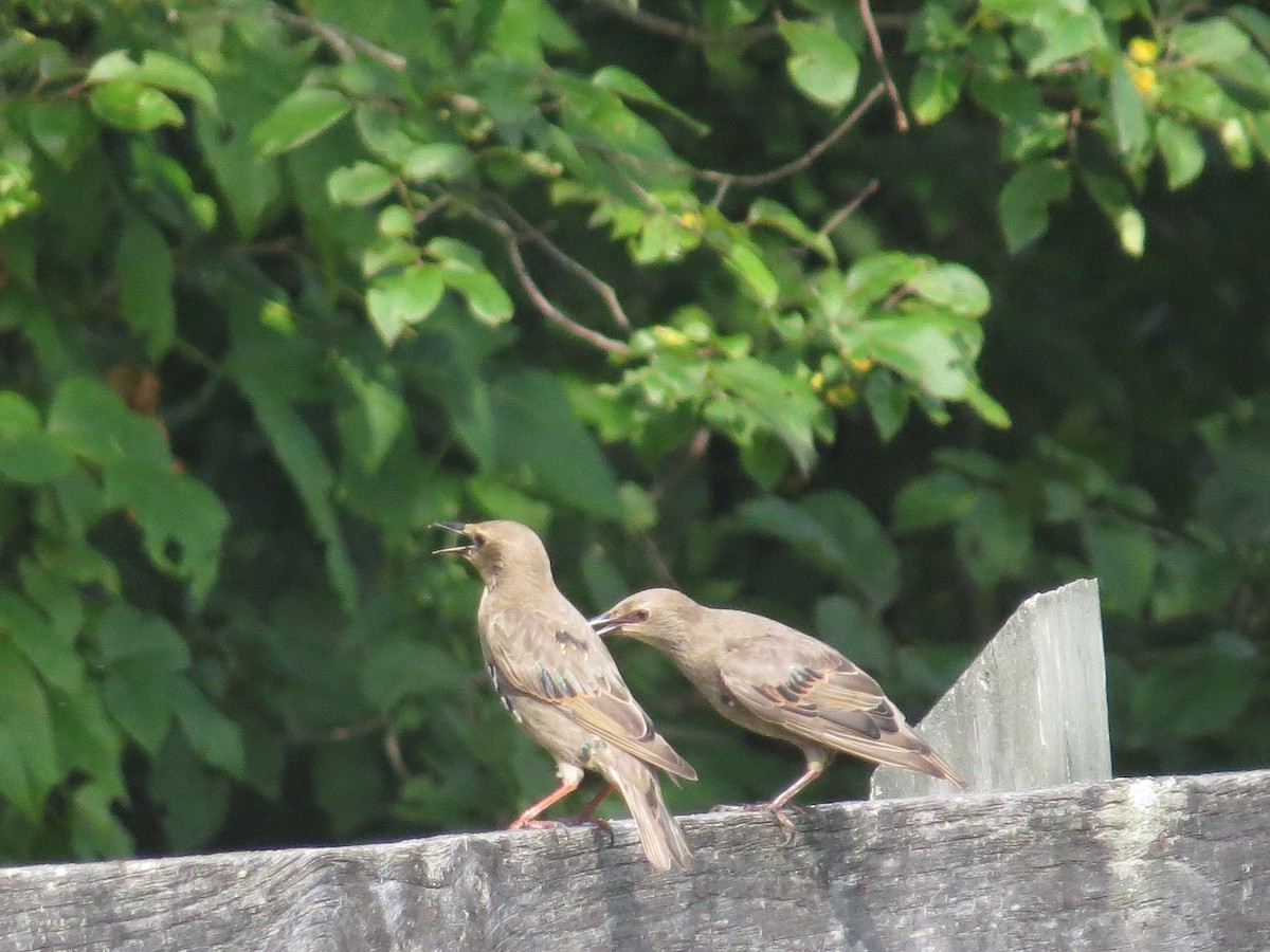 European Starling - ML353679551