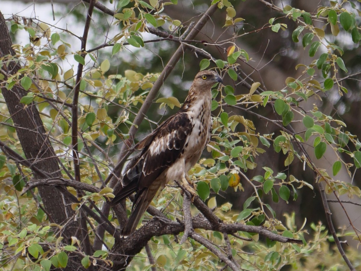 Изменчивый хохлатый орёл (cirrhatus/ceylanensis) - ML353680531