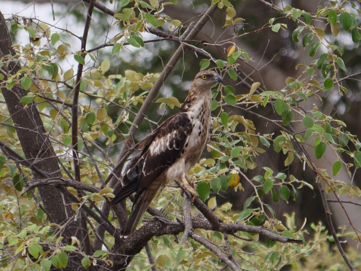 Changeable Hawk-Eagle (Crested) - Rob Batchelder