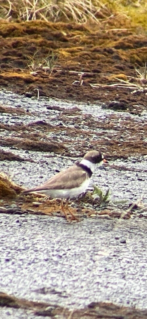 Semipalmated Plover - ML353681671