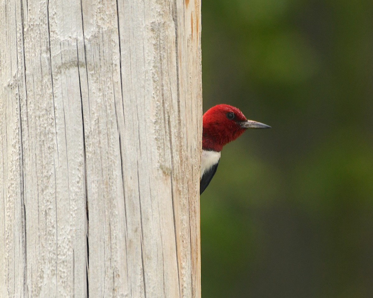 Red-headed Woodpecker - ML353682321