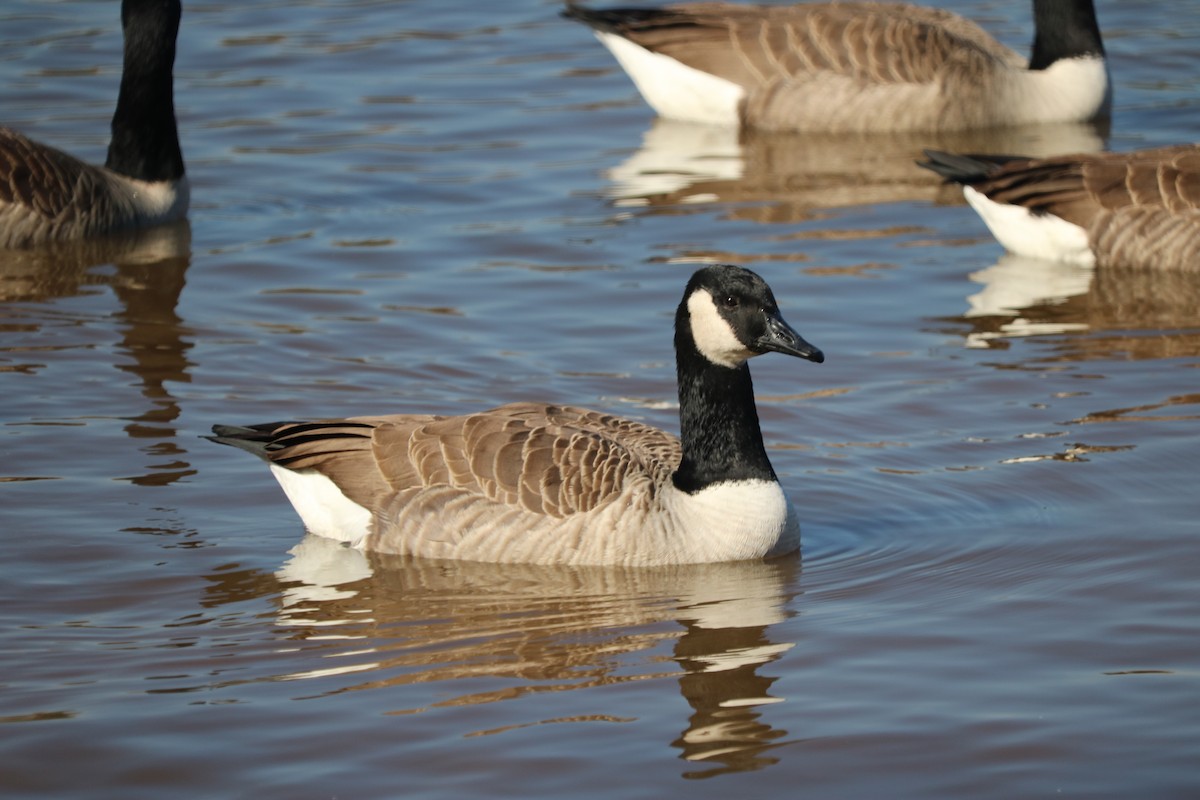 Canada Goose - ML353683051