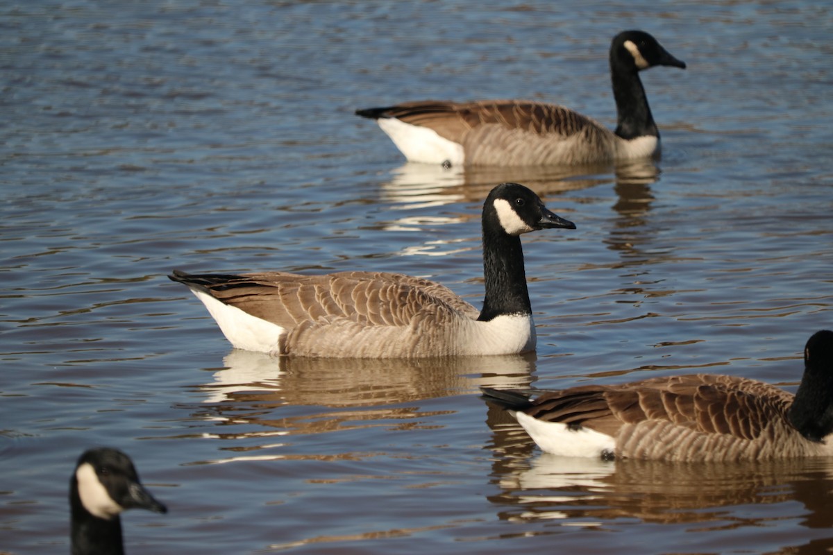 Canada Goose - ML353683061